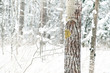 tree in winter
