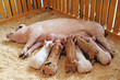 Photo en ligne au meilleur prix Momma pig feeding piglets