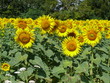 tournesol