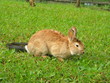 rabbit rabbit