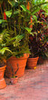 Garden Flower Pot mix Garden Flower Pot mix
