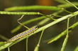 Raupe des Rübsaatpfeifers - Evergestis extimalis