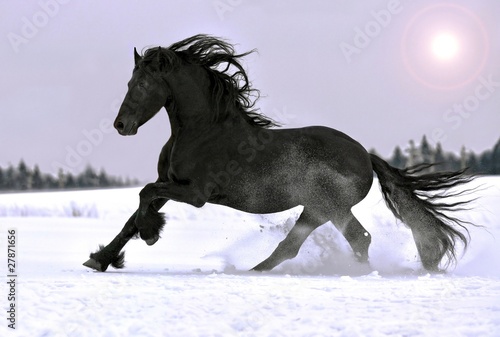 Photo: Friesian stallion gallop in winter Friesian stallion gallop in winter