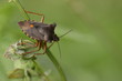 Foto: Rotbeinige Baumwanze - Pentatoma rufipes Rotbeinige Baumwanze - Pentatoma rufipes