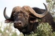 African Buffalo Stare African Buffalo Stare