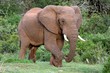African Elephant Bull African Elephant Bull