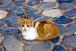 Katzenbaby