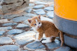 Katzenbaby Katzenbaby