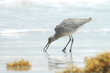 Beach Combing