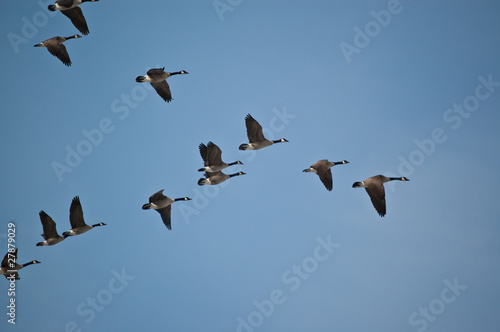 Photo: Canada Geese in Flight Canada Geese in Flight