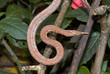 Serpent liane ; Langaha madagascariensis; Madagascar