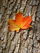 Photo: Herbst Herbst