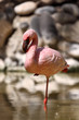Zwergflamingo