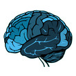 human brain