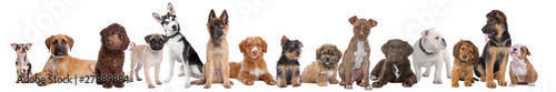 Photo: large group of puppies large group of puppies