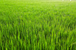 Raw Rice