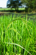 Raw Rice