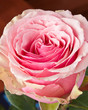 Pink rose closeup view