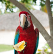 A parrot with lemon, Dominican Republic