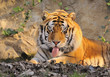 tigre
