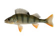 Foto: Ordinary river perch Ordinary river perch