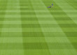Groundskeeper mowing green grass of sports field