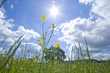 Meadow of grass and blooming summer flowers under blue sky