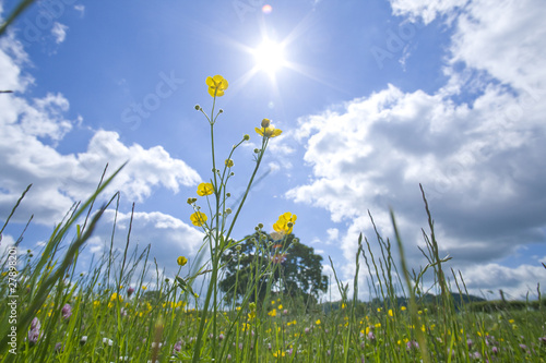 Photo: Meadow of grass and blooming summer flowers under blue sky Meadow of grass and blooming summer flowers under blue sky