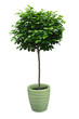 ficus taillé en boule