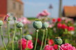 Fleur - Pavot - Printemps Fleur - Pavot - Printemps