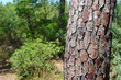 Ecorce - Arbre - Pin Ecorce - Arbre - Pin