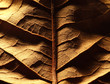 Dried leaf
