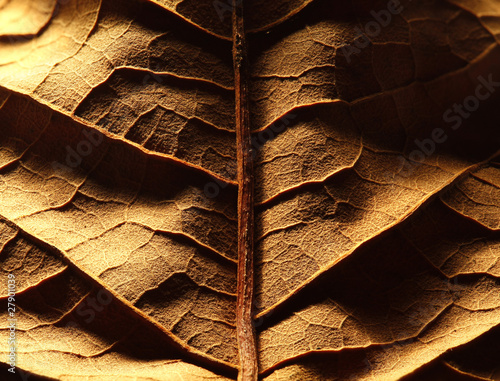 Foto: Dried leaf Dried leaf
