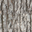 Foto: Seamless texture - bark Seamless texture - bark