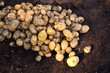 Yukon Gold potatoes