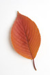 紅葉した桜の葉