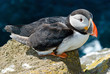 Beautiful puffins on the Iceland