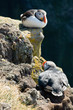 Beautiful puffins on the Iceland