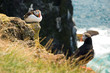 Beautiful puffins on the Iceland