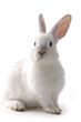 Osterhase