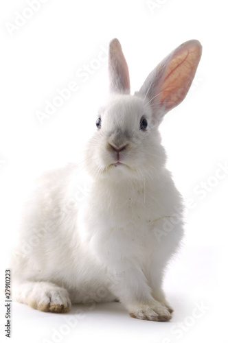 Photo: Osterhase Osterhase