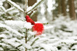 red bird (Christmas decoration) on snowed tree