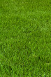 Neatly cut grass