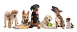 groupe de chiots