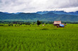 Champs de riz dans les montagnes