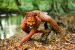 Wild Cat