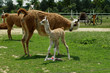 Newborn Llama (Lama glama)