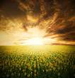 sunflowers