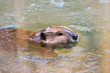 Wild North American Beaver in Ice Pond