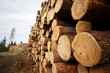 Logs in a timber yard in Sweden Logs in a timber yard in Sweden